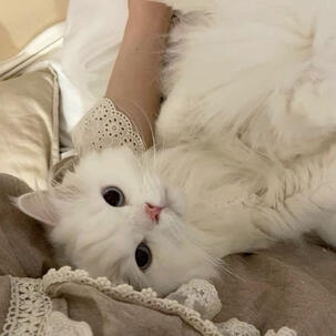 bad addie. bad addie.