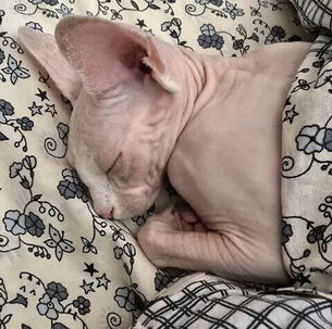 sleepy van gato. sleepy van gato.